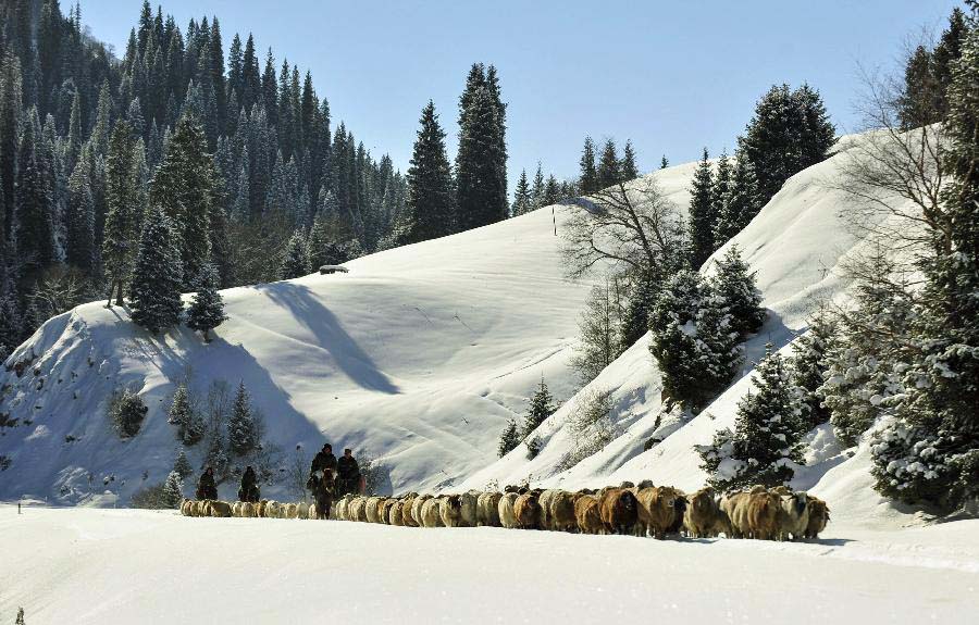 Herders and their sheep flock head for a winter pasture in Bayingolin Mongol Autonomous Prefecture, northwest China's Xinjiang uygur Autonomous Region, Nov. 21, 2012. Many herders to the north of the Tianshan Mountain are moving to winter pastures after a recent snowfall. (Xinhua/Jiang Wenyao) 