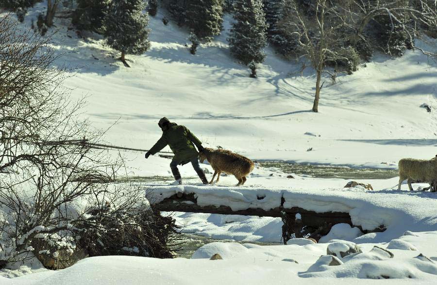 A herder urges the bellwether of his sheep flock to take the lead on the way to a winter pasture in Bayingolin Mongol Autonomous Prefecture, northwest China's Xinjiang uygur Autonomous Region, Nov. 21, 2012. Many herders to the north of the Tianshan Mountain are moving to winter pastures after a recent snowfall. (Xinhua/Jiang Wenyao) 