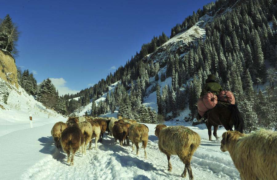 A herder and his sheep flock head for a winter pasture in Bayingolin Mongol Autonomous Prefecture, northwest China's Xinjiang uygur Autonomous Region, Nov. 21, 2012. Many herders to the north of the Tianshan Mountain are moving to winter pastures after a recent snowfall. (Xinhua/Jiang Wenyao) 