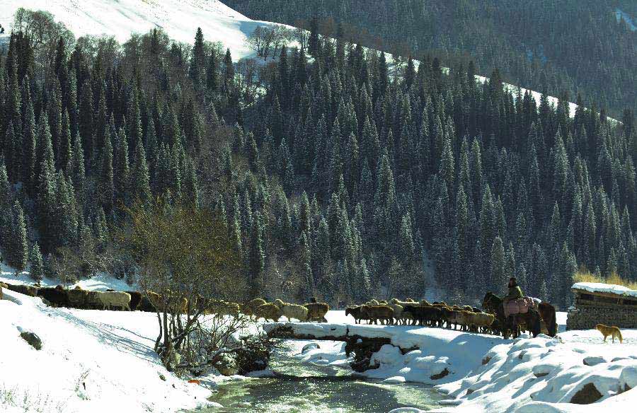 A herder and his sheep flock head for a winter pasture in Bayingolin Mongol Autonomous Prefecture, northwest China's Xinjiang uygur Autonomous Region, Nov. 21, 2012. Many herders to the north of the Tianshan Mountain are moving to winter pastures after a recent snowfall. (Xinhua/Jiang Wenyao) 