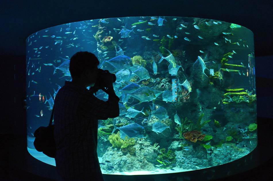 A guest takes photos to marina animals at the South East Asia aquarium, in Sentosa Resort World Marina Life Park in Singapore on Nov. 22, 2012. (Xinhua/AFP)