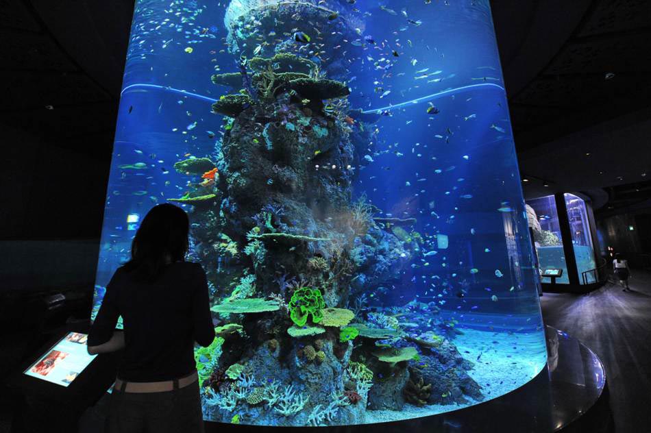 A guest watches one of the marina animal habitats at the South East Asia aquarium, in Sentosa Resort World Marina Life Park in Singapore on Nov. 22, 2012. (Xinhua/AFP)