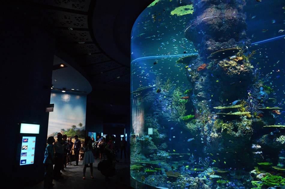 The guests take photos and watch the viewing gallery at the South East Asia aquarium, in Sentosa Resort World Marina Life Park in Singapore on Nov. 22, 2012. (Xinhua/AFP)