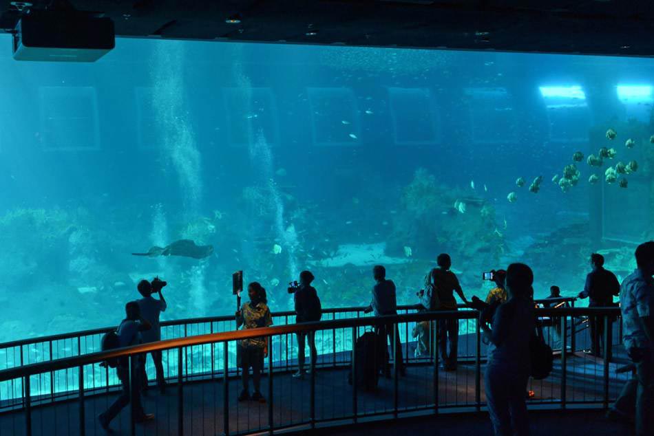 Guests watch and photo the open ocean habitat at the South East Asia aquarium, in Sentosa Resort World Marina Life Park in Singapore on Nov. 22, 2012. (Xinhua/AFP)