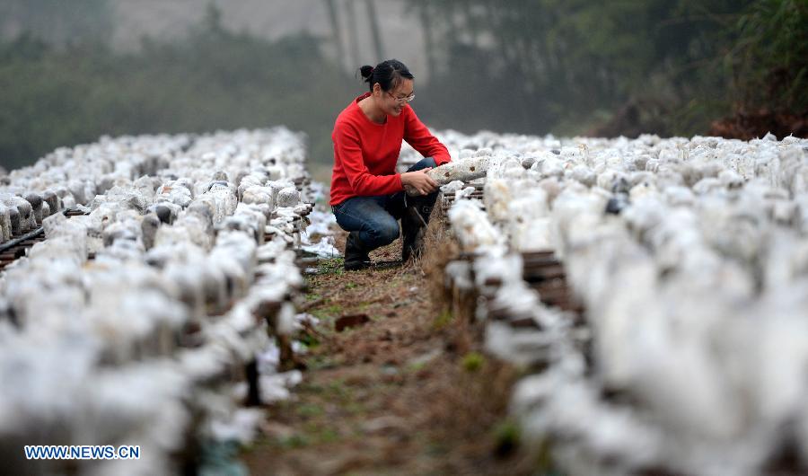A farmer works in an edible fungi plantation in Dayangzhou Town, Xingan County, east China's Jiangxi Province, Nov. 22, 2012. For years, farmers in Dayangzhou have been using agricultural wastes including crop husks and wood chips as alternative growing bases for edible fungi. (Xinhua/Zhou Ke) 