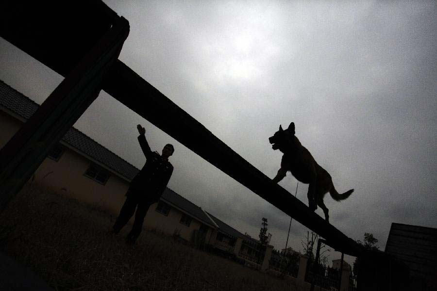 Police dog "Ba'er" receives the last training under guide of a dog handler before retiring from military service in Jiangsu Armed Police Corps in Nanjing, capital of east China's Jiangsu Province, Nov. 23, 2012. Five police dogs have to leave the corps as their term of military service is due. (Xinhua/Li Ke) 