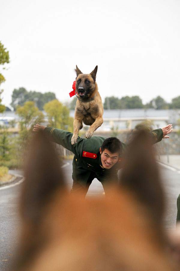 Police dog "Smart" receives the last training under guide of dog handler Jiang Honglin before retiring from military service in Jiangsu Armed Police Corps in Nanjing, capital of east China's Jiangsu Province, Nov. 23, 2012. Five police dogs have to leave the corps as their term of military service is due. (Xinhua/Li Ke) 