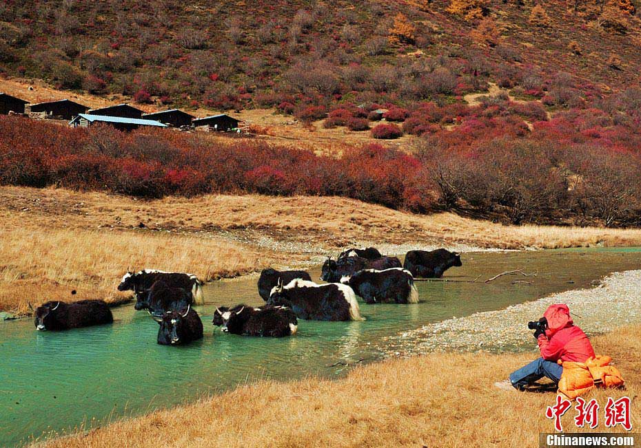 Yading is a nation-level reserve in Daocheng County, in the southwest of Sichuan Province. Located in the eastern part of the Qinghai-Tibetan Plateau, it boasts a beautiful alpine valley scenery. Yading's amazing landscape has won itself the titles of "the last Shangri-La" and "the last pure land on the blue planet." (China.org.cn)