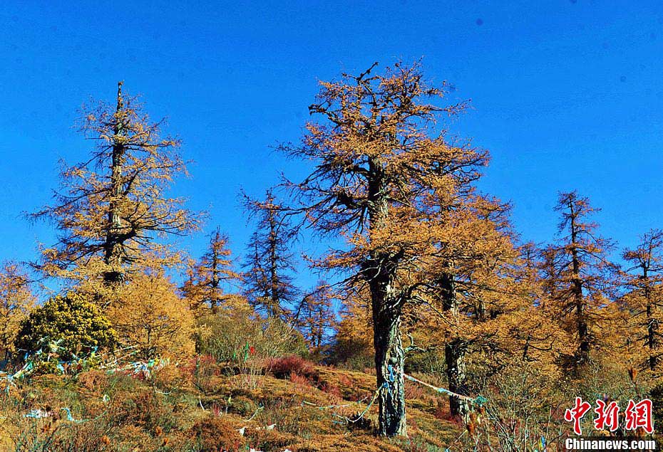 Yading is a nation-level reserve in Daocheng County, in the southwest of Sichuan Province. Located in the eastern part of the Qinghai-Tibetan Plateau, it boasts a beautiful alpine valley scenery. Yading's amazing landscape has won itself the titles of "the last Shangri-La" and "the last pure land on the blue planet." (China.org.cn)