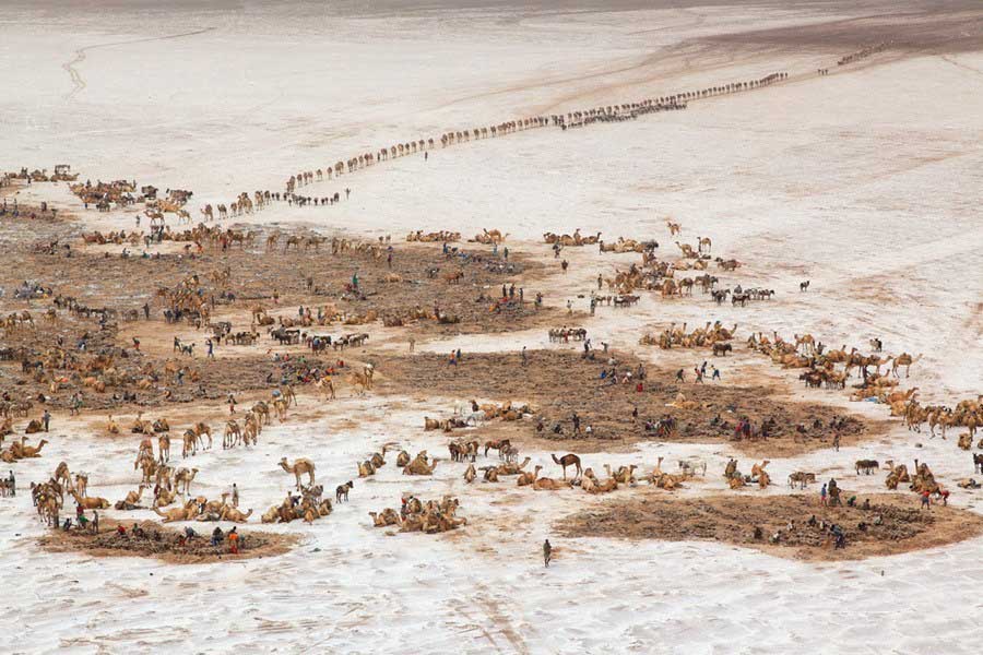 Evoking a scene from biblical times, caravans arrive at the salt mines of Lake Asele, 381 feet below sea level. For centuries salt blocks, called amole, were used throughout Ethiopia as money. (Source: www.huanqiu.com)