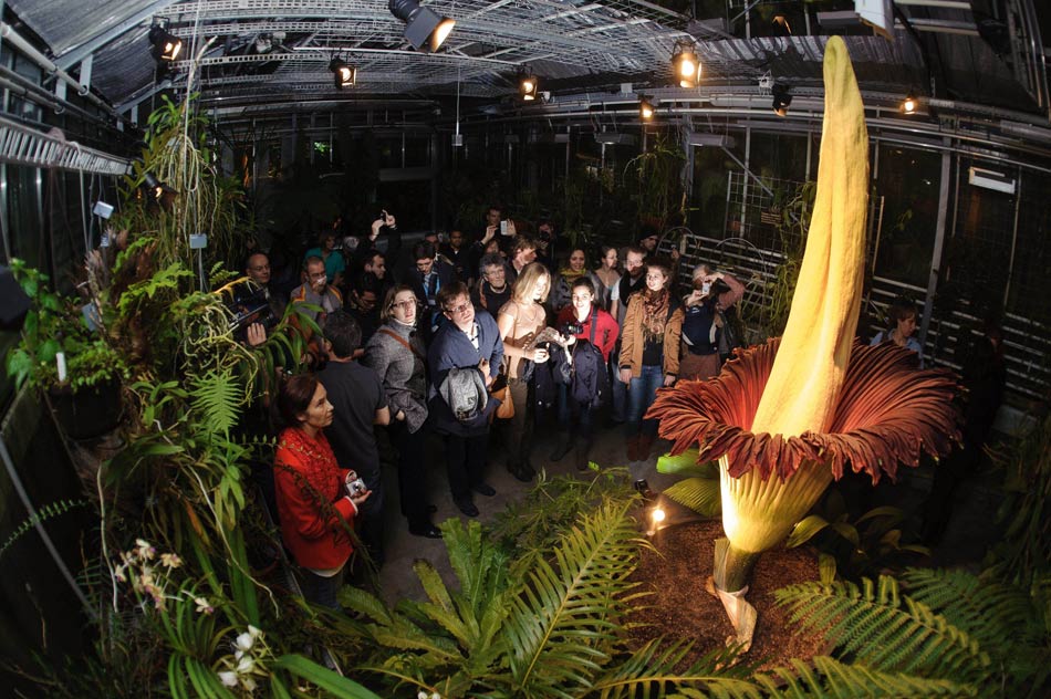 People go to the botanical Garden in Basel, Switzerland on Nov. 19, 2012, to see the blooming giant konjac, whose stamen can be as tall as 2.27 meters. The giant konjac exudes smell of rancidity when blooms, therefore it is called “carrion flower” as well. (Xinhua/AFP)