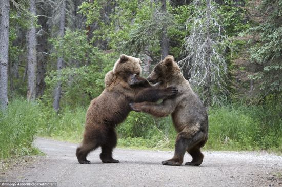 Two grizzly bears stand on their feet and blow at each other, for a bear seems to try to steal salmon lunch from another bear in a national park in Alaska, U.S.. These rare pictures were taken by a Japanese photographer Shogo Asao who witnessed the scene. (Photo Source: gb.cri.cn)