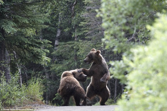 Two grizzly bears stand on their feet and blow at each other, for a bear seems to try to steal salmon lunch from another bear in a national park in Alaska, U.S.. These rare pictures were taken by a Japanese photographer Shogo Asao who witnessed the scene. (Photo Source: gb.cri.cn)