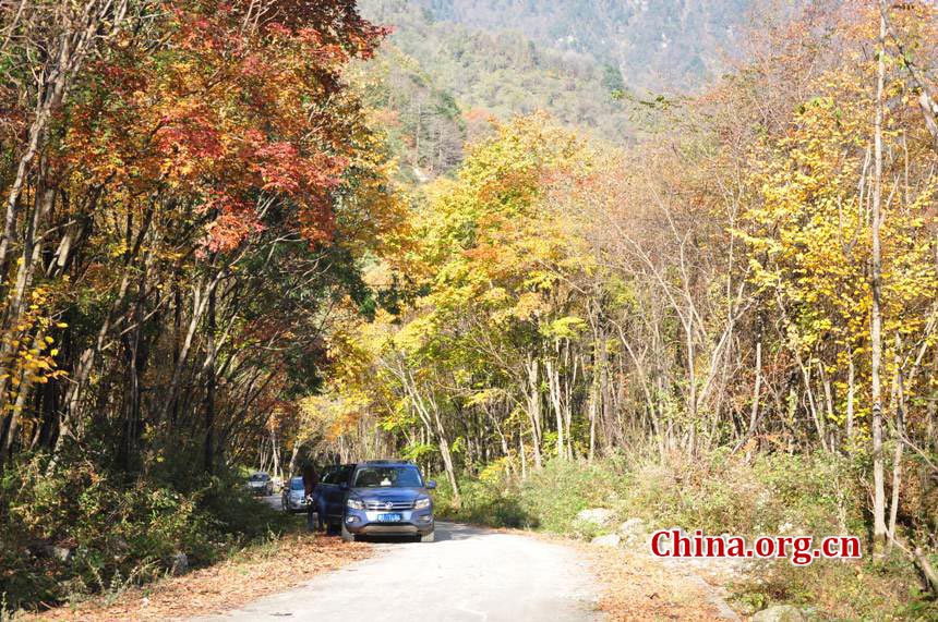 One of China's major giant panda habitats, the Tangjiahe Nature Reserve is located in Qingchuan County on the northwestern edge of Sichuan Basin, approximately a five-hour drive from downtown Chengdu. Established in 1978, Tangjiahe Nature Reserve covers an area of 400 square kilometers. Around 430 species of wild animals including pandas, takins and golden monkeys inhabit the area. (China.org.cn/Chen Xiangzhao)