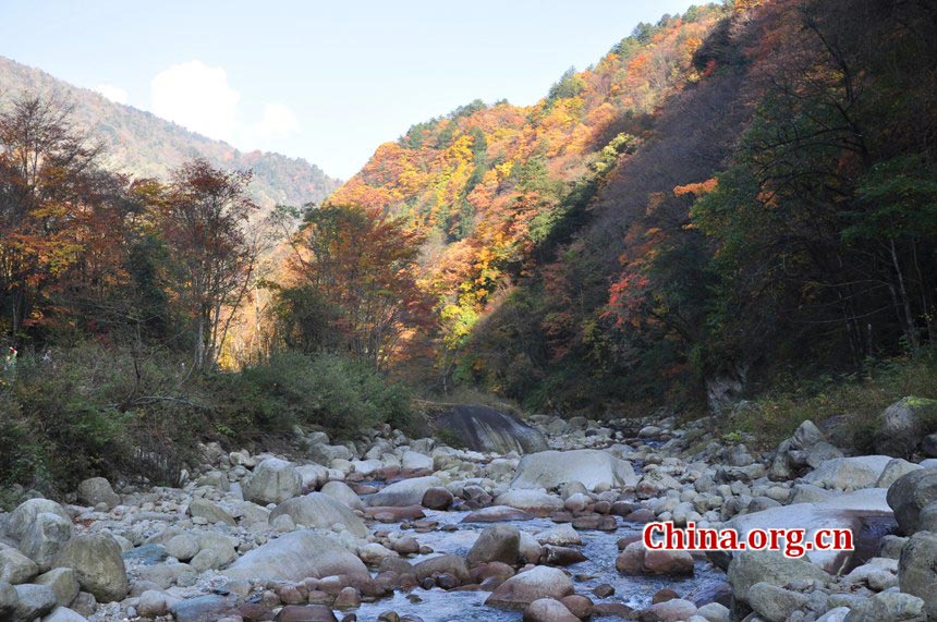 One of China's major giant panda habitats, the Tangjiahe Nature Reserve is located in Qingchuan County on the northwestern edge of Sichuan Basin, approximately a five-hour drive from downtown Chengdu. Established in 1978, Tangjiahe Nature Reserve covers an area of 400 square kilometers. Around 430 species of wild animals including pandas, takins and golden monkeys inhabit the area. (China.org.cn/Chen Xiangzhao)