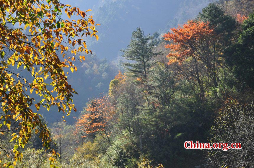 One of China's major giant panda habitats, the Tangjiahe Nature Reserve is located in Qingchuan County on the northwestern edge of Sichuan Basin, approximately a five-hour drive from downtown Chengdu. Established in 1978, Tangjiahe Nature Reserve covers an area of 400 square kilometers. Around 430 species of wild animals including pandas, takins and golden monkeys inhabit the area. (China.org.cn/Chen Xiangzhao)