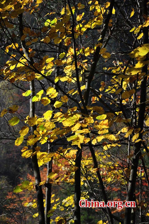 One of China's major giant panda habitats, the Tangjiahe Nature Reserve is located in Qingchuan County on the northwestern edge of Sichuan Basin, approximately a five-hour drive from downtown Chengdu. Established in 1978, Tangjiahe Nature Reserve covers an area of 400 square kilometers. Around 430 species of wild animals including pandas, takins and golden monkeys inhabit the area. (China.org.cn/Chen Xiangzhao)