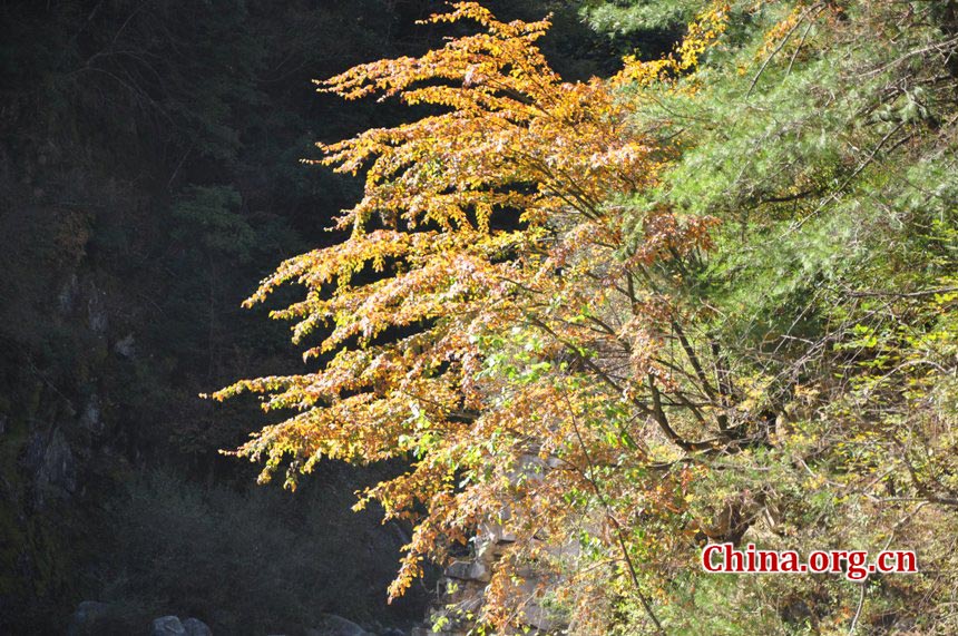 One of China's major giant panda habitats, the Tangjiahe Nature Reserve is located in Qingchuan County on the northwestern edge of Sichuan Basin, approximately a five-hour drive from downtown Chengdu. Established in 1978, Tangjiahe Nature Reserve covers an area of 400 square kilometers. Around 430 species of wild animals including pandas, takins and golden monkeys inhabit the area. (China.org.cn/Chen Xiangzhao)