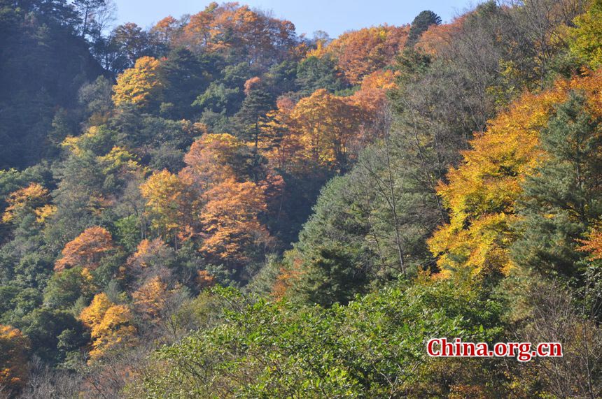 One of China's major giant panda habitats, the Tangjiahe Nature Reserve is located in Qingchuan County on the northwestern edge of Sichuan Basin, approximately a five-hour drive from downtown Chengdu. Established in 1978, Tangjiahe Nature Reserve covers an area of 400 square kilometers. Around 430 species of wild animals including pandas, takins and golden monkeys inhabit the area. (China.org.cn/Chen Xiangzhao)