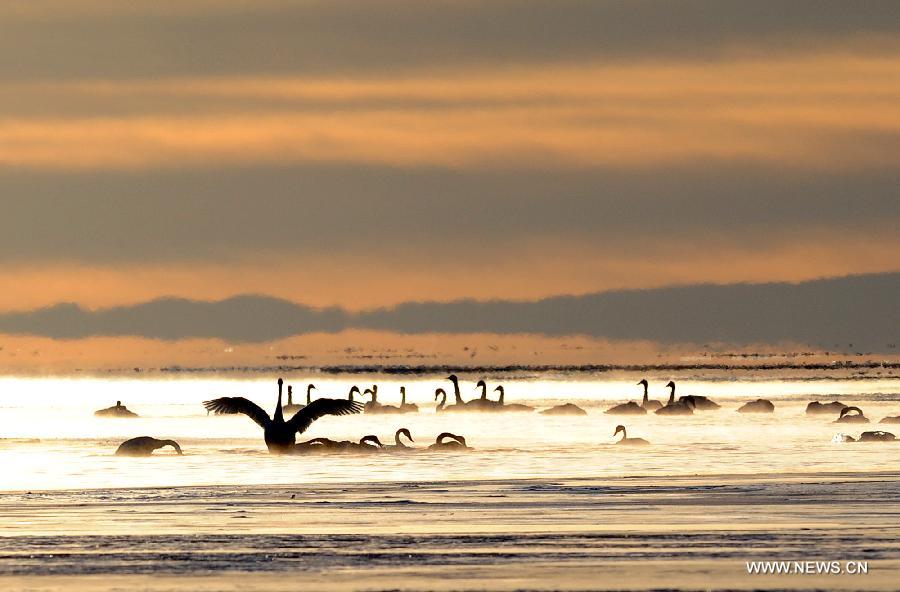 Swans swim in the Qinghai Lake in northwest China's Qinghai Province, Nov. 27, 2012. The Qinghai Lake, China's largest inland saltwater lake, has expanded for eight years in a row to 4,402.5 square km. (Xinhua/Han Yuqing)