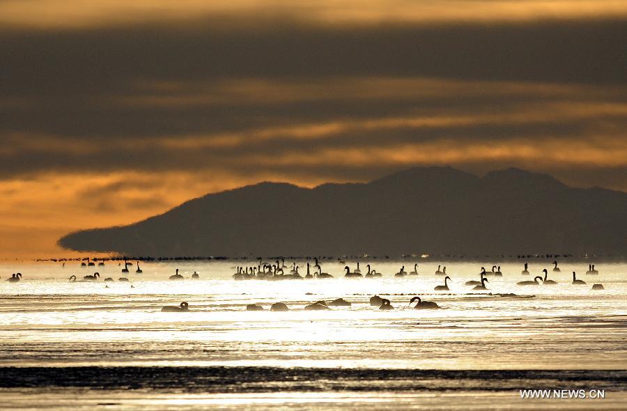 Swans swim in the Qinghai Lake in northwest China's Qinghai Province, Nov. 27, 2012. The Qinghai Lake, China's largest inland saltwater lake, has expanded for eight years in a row to 4,402.5 square km. (Xinhua/Han Yuqing)