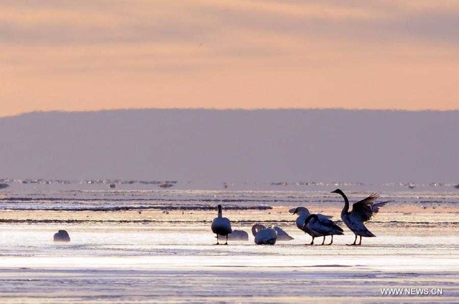 Swans swim in the Qinghai Lake in northwest China's Qinghai Province, Nov. 27, 2012. The Qinghai Lake, China's largest inland saltwater lake, has expanded for eight years in a row to 4,402.5 square km. (Xinhua/Han Yuqing)