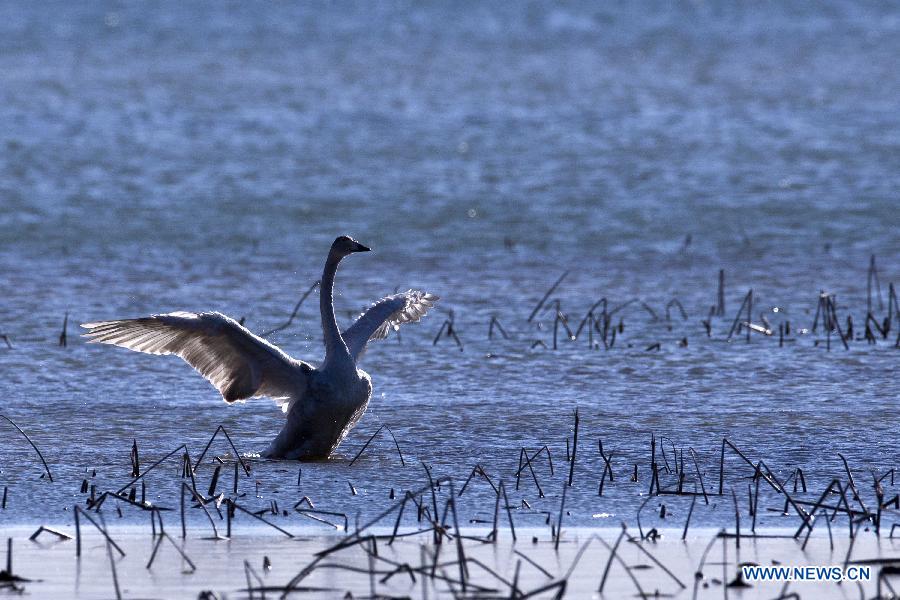 White swans are seen on the Cuiping Lake in Jixian County of Tianjin, north China, Nov. 28, 2012. (Xinhua/Yang Yanbo) 