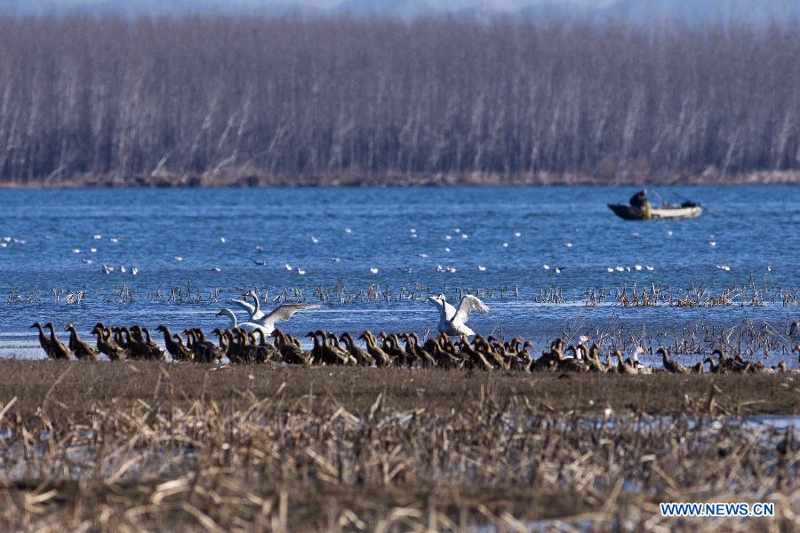 White swans are seen on the Cuiping Lake in Jixian County of Tianjin, north China, Nov. 28, 2012. (Xinhua/Yang Yanbo) 