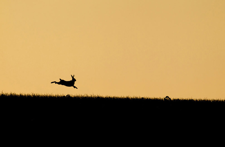 “Hare in the sunset”: Sun goes west; even the hare seems to hurry home. (Photo/Xinhua)