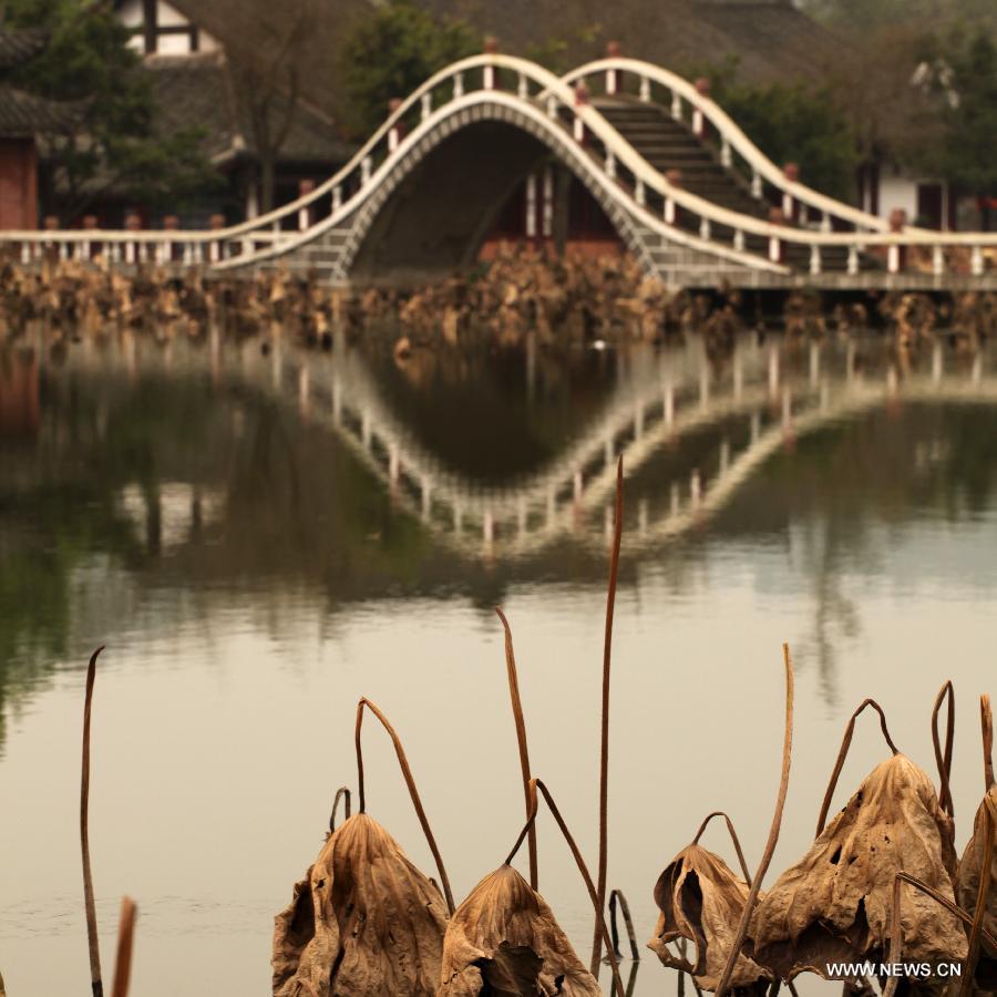 Photo taken on Dec. 3, 2012 shows withered lotus on a lake in Chongqing, southwest China.(Xinhua/Luo Guojia)