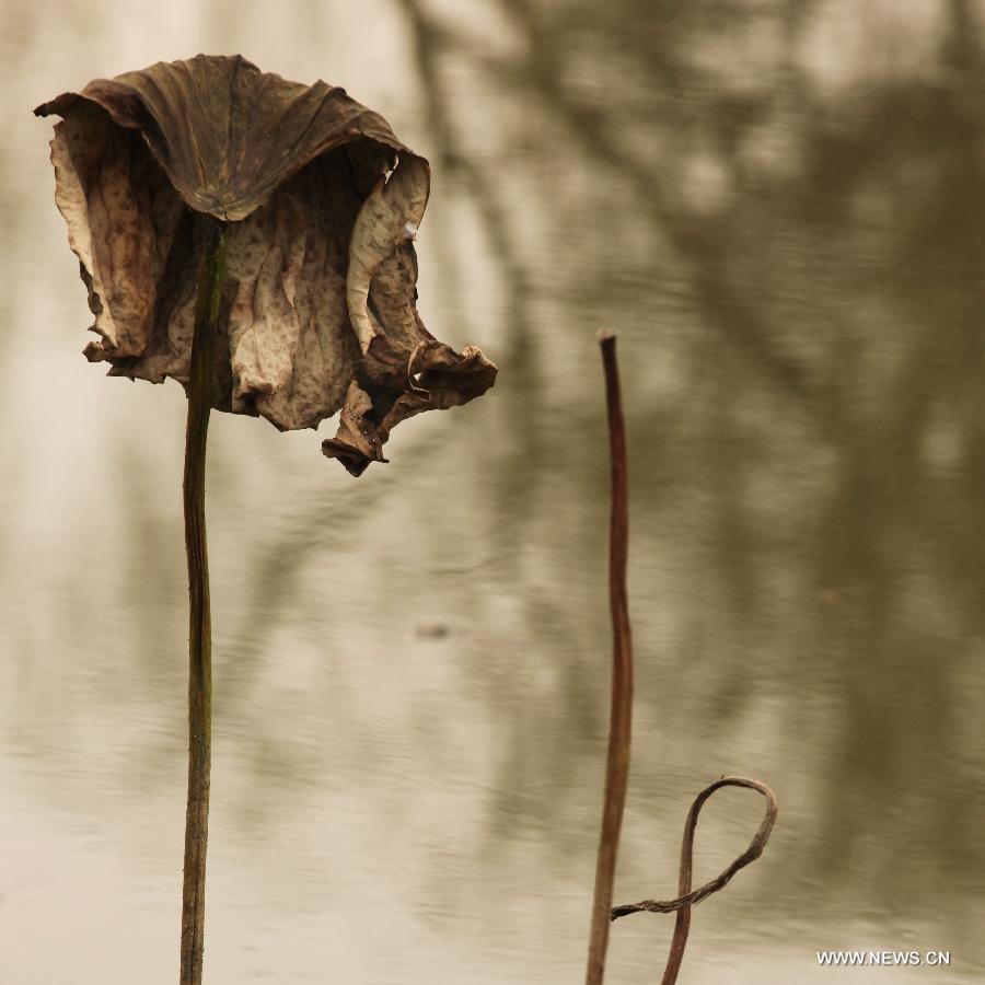 Photo taken on Dec. 3, 2012 shows withered lotus on a lake in Chongqing, southwest China.(Xinhua/Luo Guojia)