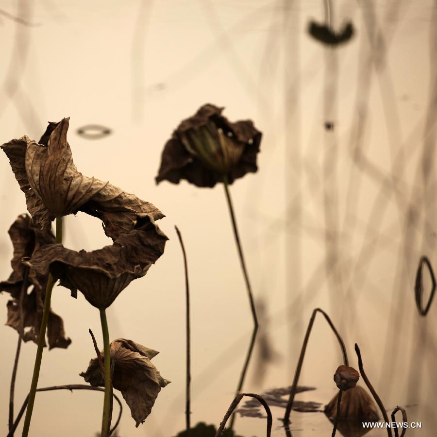 Photo taken on Dec. 3, 2012 shows withered lotus on a lake in Chongqing, southwest China.(Xinhua/Luo Guojia)