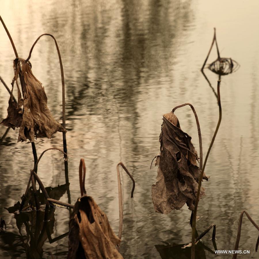 Photo taken on Dec. 3, 2012 shows withered lotus on a lake in Chongqing, southwest China.(Xinhua/Luo Guojia)