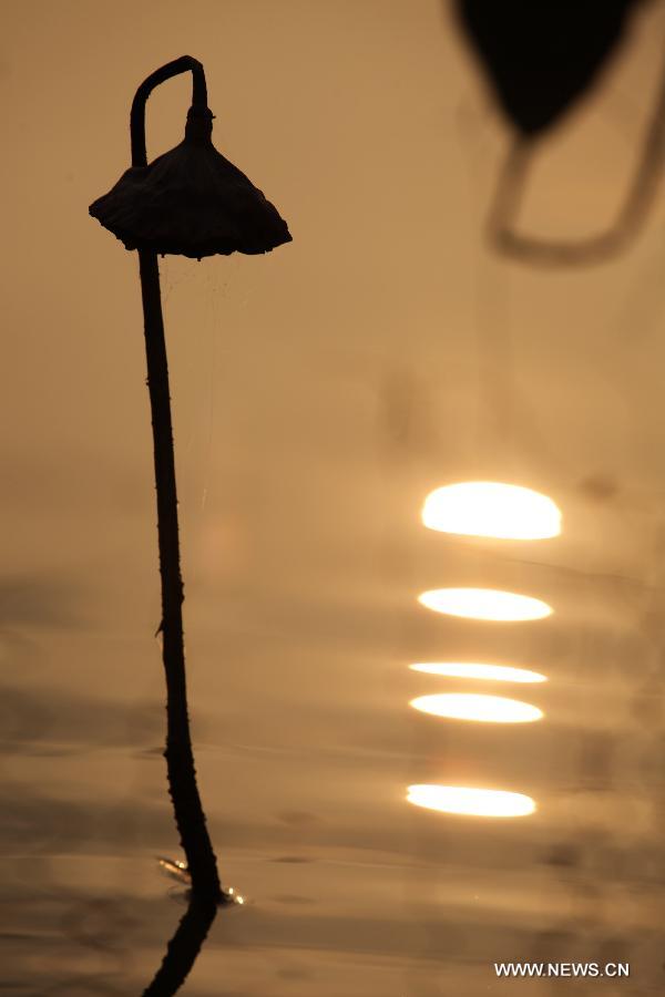 Photo taken on Dec. 3, 2012 shows withered lotus on a lake in Chongqing, southwest China.(Xinhua/Luo Guojia)