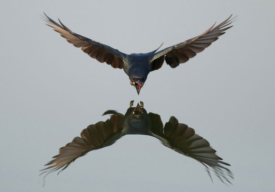 “Black drongo” : A black drongo dives into the river to catch the insect. (Photo/Xinhua)