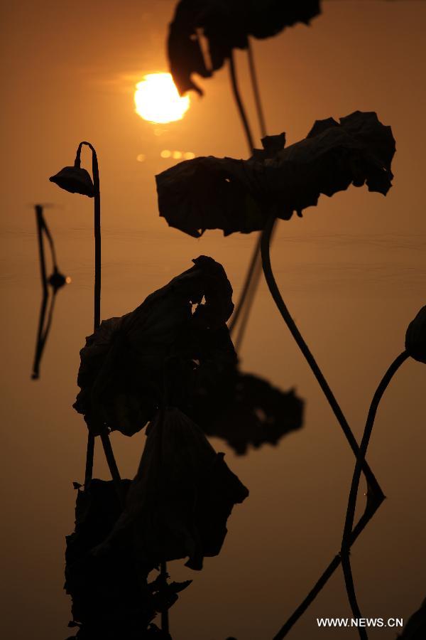 Photo taken on Dec. 3, 2012 shows withered lotus on a lake in Chongqing, southwest China. (Xinhua/Luo Guojia) 