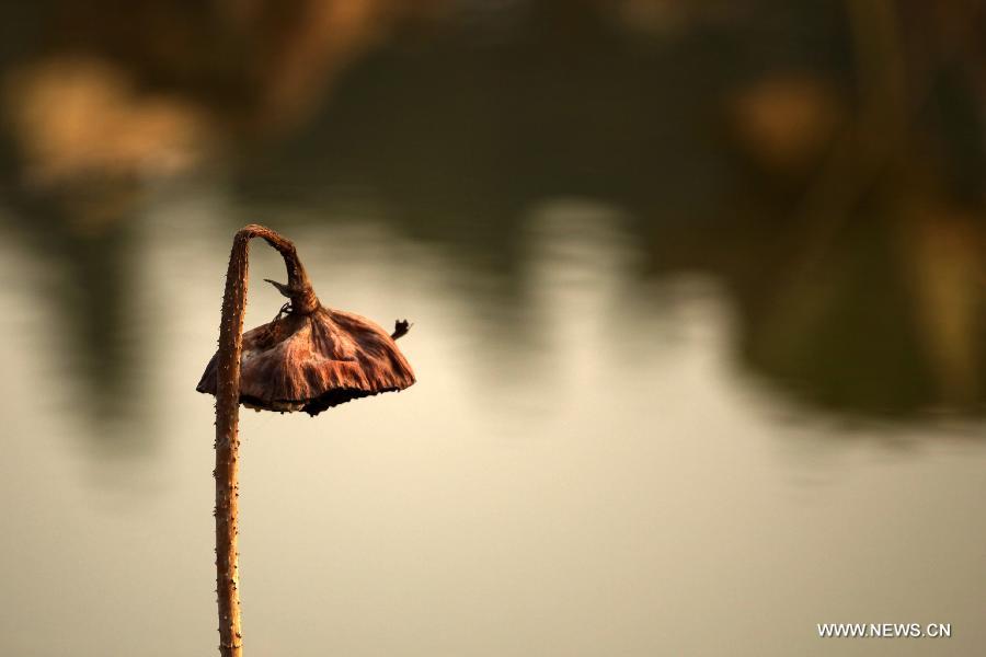 Photo taken on Dec. 3, 2012 shows withered lotus on a lake in Chongqing, southwest China. (Xinhua/Luo Guojia) 