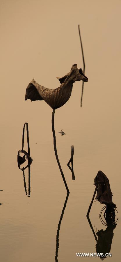 Photo taken on Dec. 3, 2012 shows withered lotus on a lake in Chongqing, southwest China. (Xinhua/Luo Guojia) 