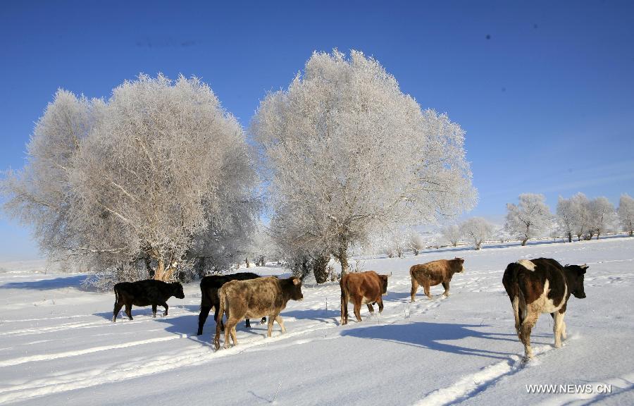 Photo taken on Dec. 6 shows the rime scenery at Xemirxek Town, Altay City, northwest China's Xinjiang Uygur Autonomous Region. Affected by the heavy snow and low temperature, Altay City received rime on Thursday. (Xinhua/Ye Erjiang) 