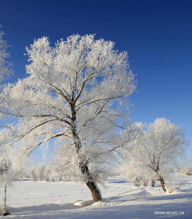 Photo taken on Dec. 6 shows the rime scenery at Awiytan Town, Altay City, northwest China's Xinjiang Uygur Autonomous Region. Affected by the heavy snow and low temperature, Altay City received rime on Thursday. (Xinhua/Ye Erjiang)