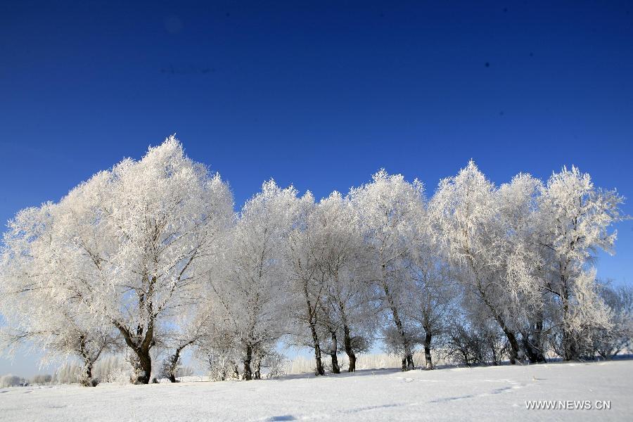 Photo taken on Dec. 6 shows the rime scenery at Xemirxek Town, Altay City, northwest China's Xinjiang Uygur Autonomous Region. Affected by the heavy snow and low temperature, Altay City received rime on Thursday. (Xinhua/Ye Erjiang) 