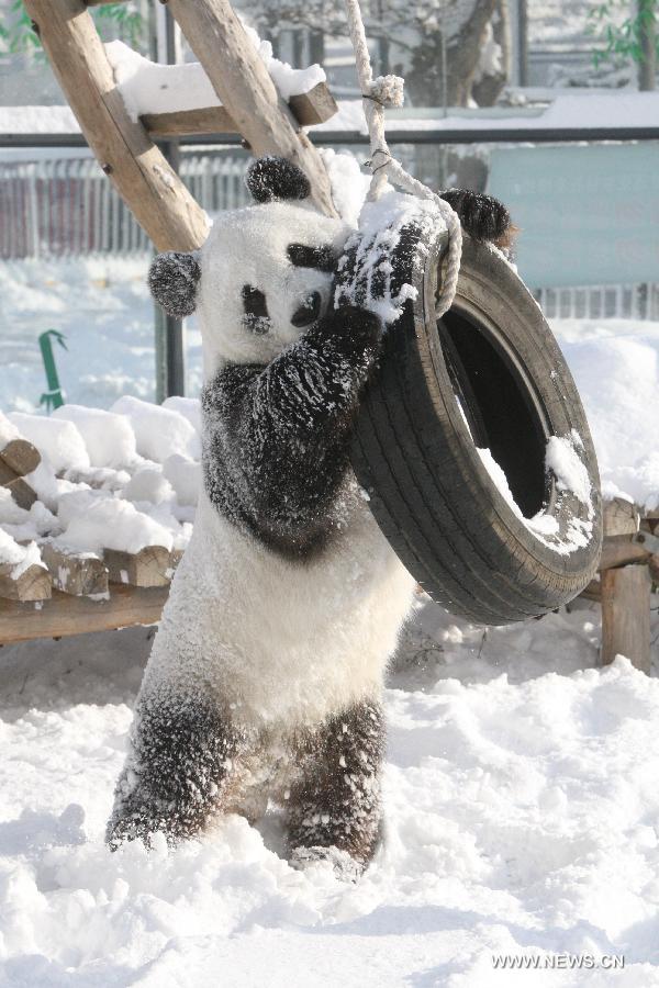 Panda "Hua Ao" plays with a tyre in the snow in Yantai Zoo in Yantai, east China's Shandong Province, Dec. 6, 2012. (Xinhua)