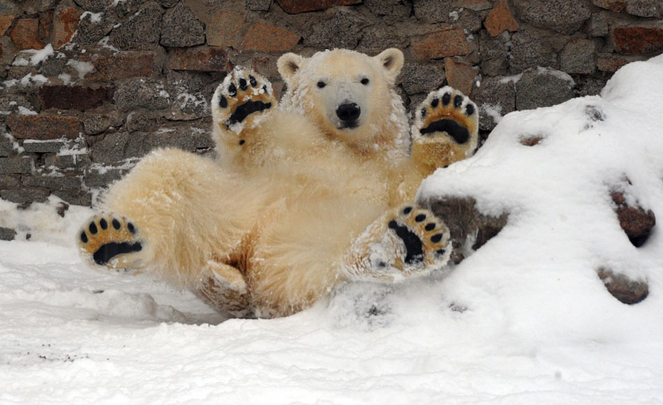 A baby polar bear rolls in the snow in a zoo in St. Petersburg, the second largest city in Russia on Dec. 7, 2012. (Xinhua/AFP)