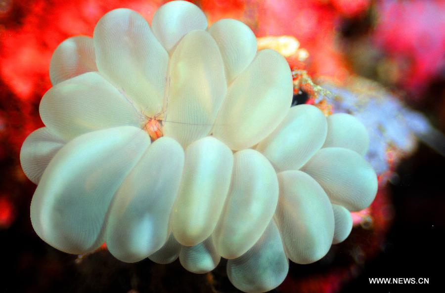 A tiny shrimp is seen in sea anemones in the sea at Bunaken Island, Indonesia, Nov. 17, 2012. (Xinhua/Jiang Fan)