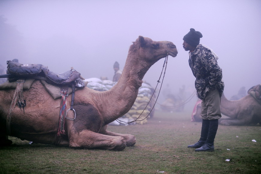 A solider from the Indian border security force reprimands a camel before the rehearsal of the Republic Day Parade in New Delhi, India on Jan 18, 2012. (AFP/ Roberto Schmidt)