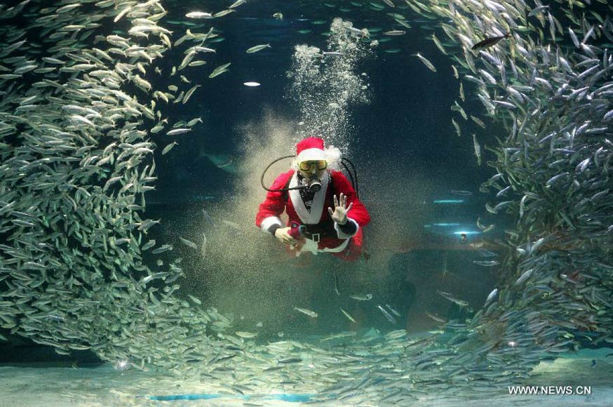 A South Korean diver wearing a Santa Claus costume greets visitors as he swims with sardines at the Coex Aquarium in Seoul, South Korea, Dec. 11, 2012. (Xinhua/Park Jin-hee)