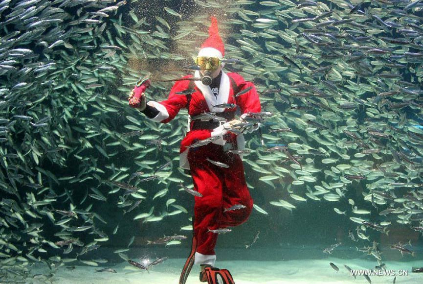 A South Korean diver wearing a Santa Claus costume greets visitors as he swims with sardines at the Coex Aquarium in Seoul, South Korea, Dec. 11, 2012. (Xinhua/Park Jin-hee)