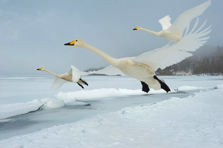 Most shocking colors in 2012: white (Photo source: www.huanqiu.com)