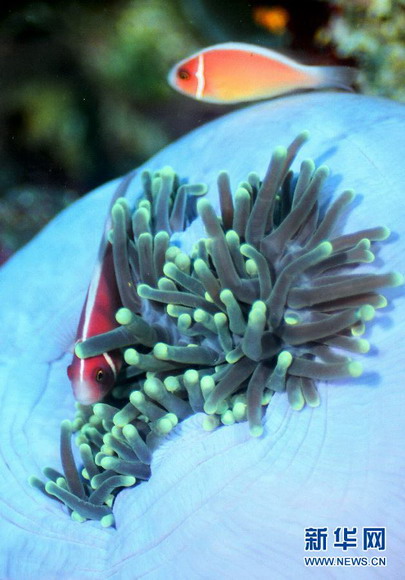 Two clown fishes swim in waters off the eastern island of Papua, Indonesia on Nov 26, 2012. (Xinhua/Jiang Fan)