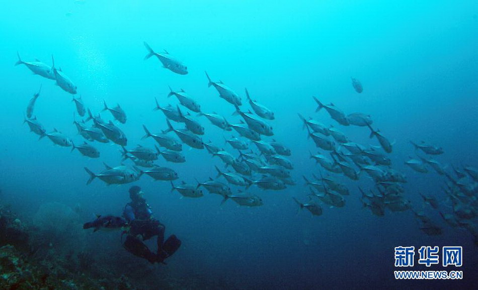 An aquanaut examines a cluster of schooling fish swimming away in waters off the eastern island of Papua, Indonesia on Nov 26, 2012. (Xinhua/Jiang Fan)